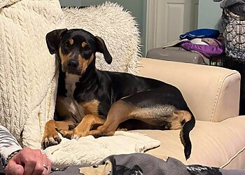 Arlington Veterinary Clinics Creature Comfort Animal Clinic