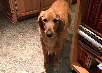 Memphis Dog Walkers Creature Comforts Memphis