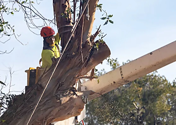Glendale Tree Services Crescenta Valley Tree Service