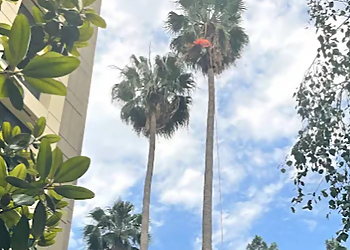 Glendale Tree Services Crescenta Valley Tree Service