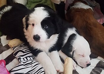 Kansas City Veterinary Clinics Crest Animal Hospital