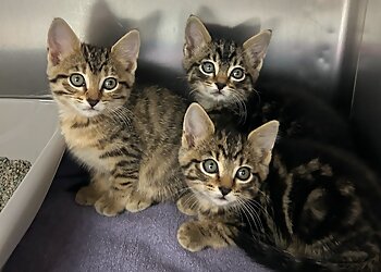 St Louis Veterinary Clinics Creve Coeur Animal Hospital