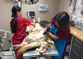 3 Best Veterinary Clinics in Laredo, TX - Expert ...