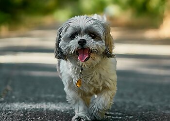 Mesa Dog Walkers Critter Caretakers Pet Sitting