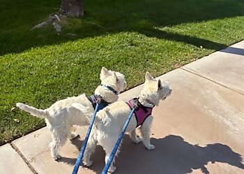 Mesa Dog Walkers Critter Caretakers Pet Sitting