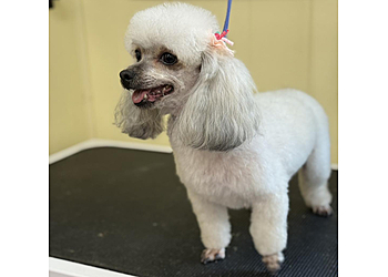 Hampton Pet Grooming Critter Cleaners Pet Grooming Salon & Mobile