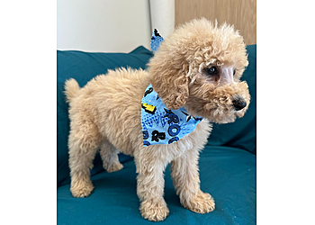 Hampton Pet Grooming Critter Cleaners Pet Grooming Salon & Mobile