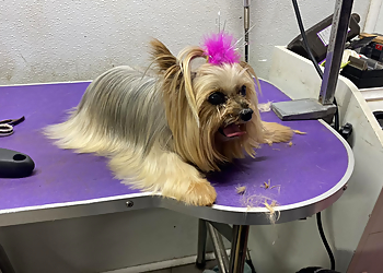 Critter Cleaners Pet Grooming Salon & Mobile  Hampton Pet Grooming image 1