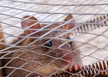 Baltimore Animal Removal Critter Control