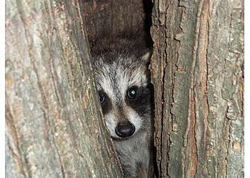 Detroit Animal Removal Critter Control