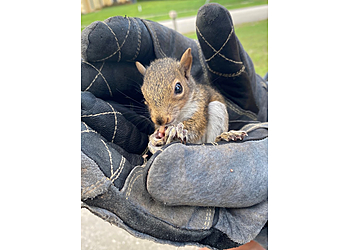 Detroit Animal Removal Critter Control