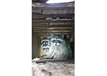 Houston Animal Removal Critter Control