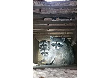 Lakewood Animal Removal Critter Control