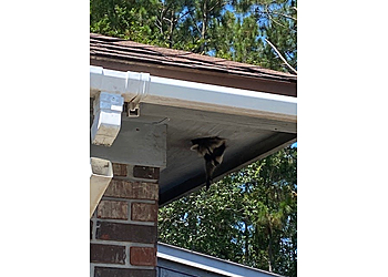 Las Vegas Animal Removal Critter Control