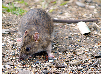 Las Vegas Animal Removal Critter Control