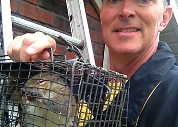 Louisville Animal Removal Critter Control