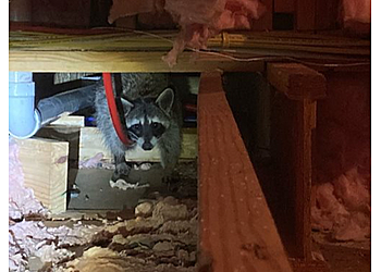 Memphis Animal Removal Critter Control