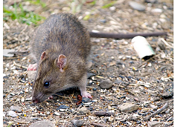 Milwaukee Animal Removal Critter Control