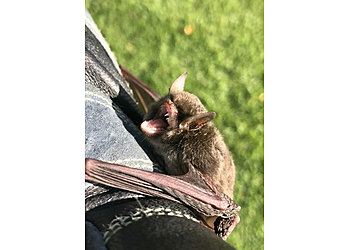 Milwaukee Animal Removal Critter Control