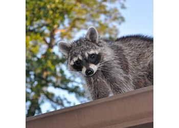 Critter Control in Phoenix - ThreeBestRated.com