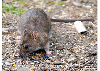 Indianapolis Animal Removal Critter Control