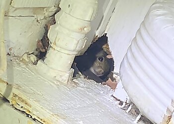 Philadelphia Animal Removal Critter Control of Philadelphia