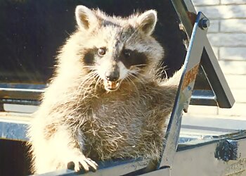 San Jose Animal Removal Critter Control of San Jose