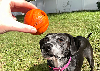 Critter Crew Care - Arlington, TX Dog Walkers - Service Image