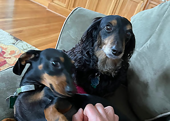 Critter Crew Care - Arlington, TX Dog Walkers - Service Highlights