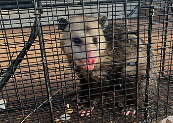 Phoenix Animal Removal Critter Evictors Wildlife Control