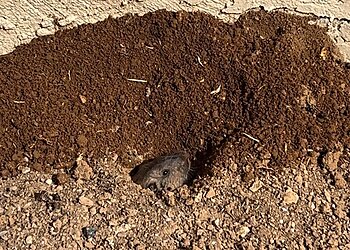Phoenix Animal Removal Critter Evictors Wildlife Control