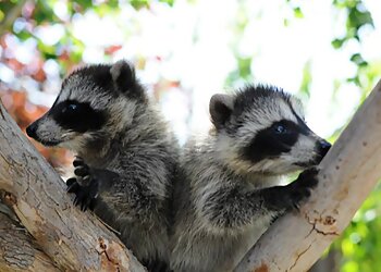 San Diego Animal Removal Critter Gitters
