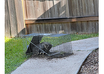 San Antonio Animal Removal Critter One