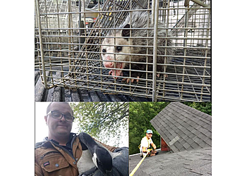 Indianapolis Animal Removal Critter Removal Indianapolis