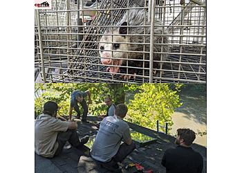 Indianapolis Animal Removal Critter Removal Indianapolis