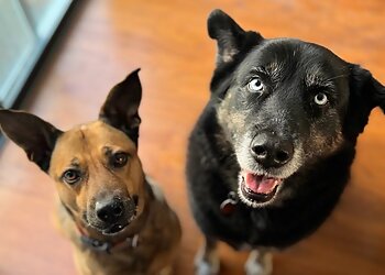 Newport News Dog Walkers Critter Sitters and More, LLC