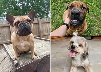 Newport News Dog Walkers Critter Sitters and More, LLC