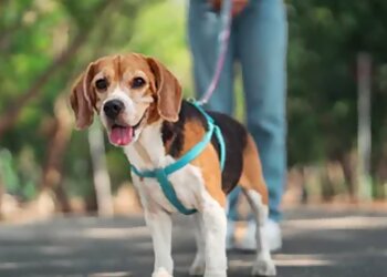 Lexington Dog Walkers Critter Sitters of Lexington Inc.