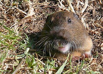 Phoenix Animal Removal Critter Tech, LLC