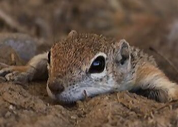 Phoenix Animal Removal Critter Tech, LLC