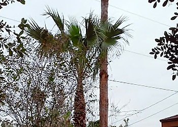 McAllen Tree Services Crows Nest Palm Tree Services