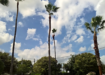 McAllen Tree Services Crows Nest Palm Tree Services