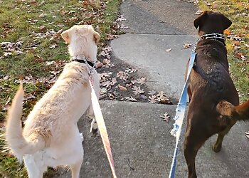 Cleveland Dog Walkers Cuddles & Care Pet Sitting Service, LLC