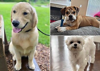 Cleveland Dog Walkers Cuddles & Care Pet Sitting Service, LLC