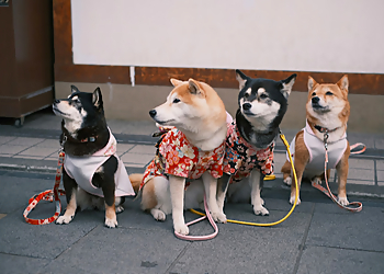 CuddlyTails CuddlyTails - Hialeah, FL Dog Walkers - Service Image