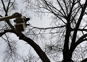 Cumberland Tree Service , LLC - Clarksville, TN Tree Services - Service Highlights