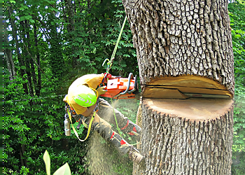 Eugene Tree Services Cummings Tree Service