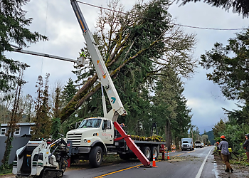 Cummings Tree Service Eugene Tree Services image 1