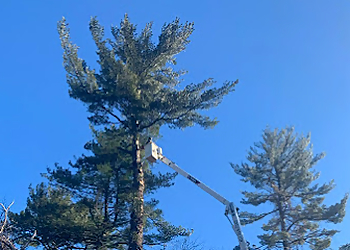 Providence Tree Services Curran Tree Inc.