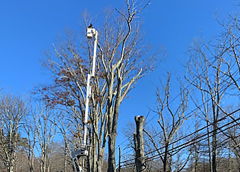 Providence Tree Services Curran Tree Inc.